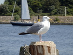 Möwe 01