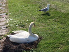Schwan brütend 02