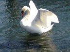 Schwan 01