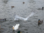 Möwen 15