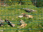 Löwe 01