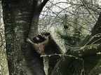Waschbär 11