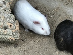 Meerschweinchen 05