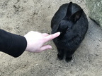 Kaninchen 05